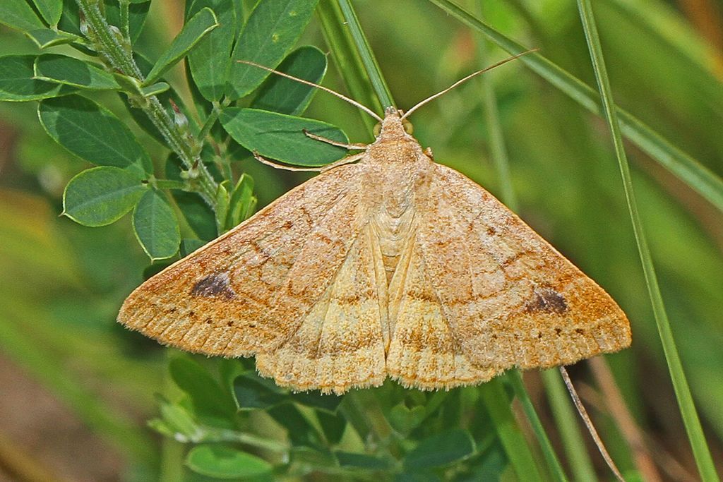 A type of moth at Piedmont National Wildlife Refuge