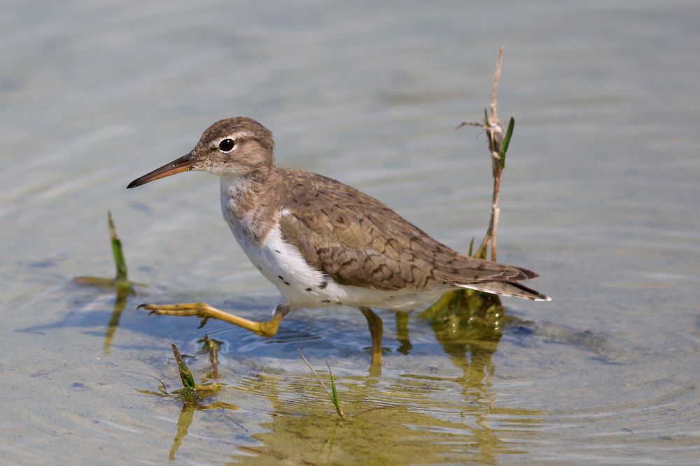 A bird at Lakes Regional Park