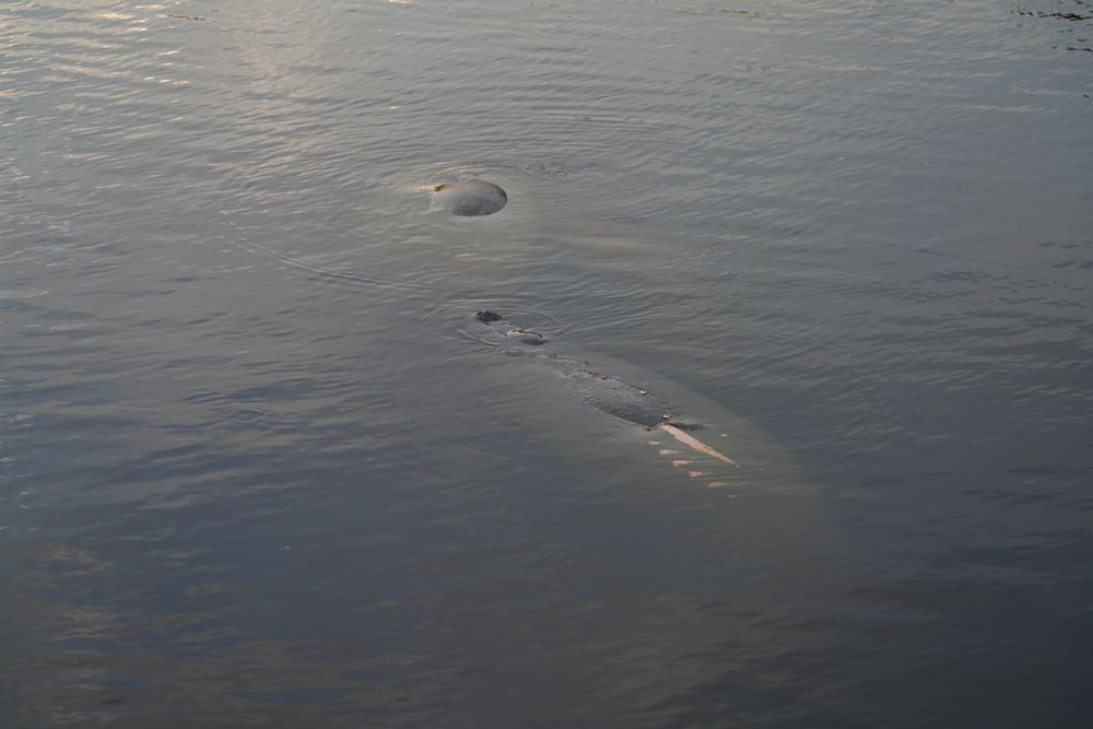 A manatee underwater at Manatee Park