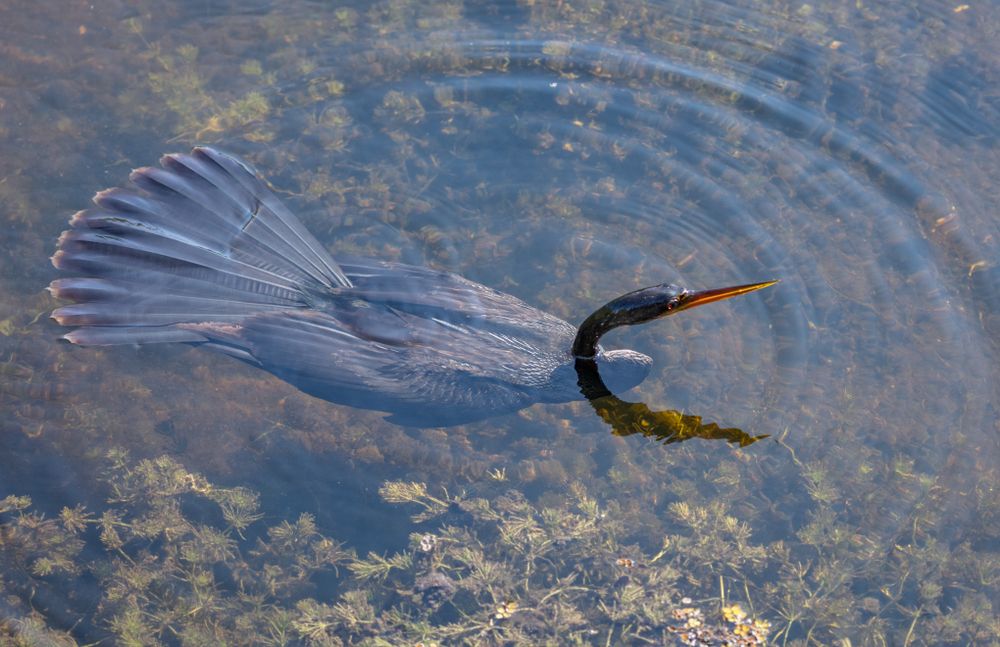 Anhinga swimming on the water at Six Mile Cypress Slough Preserve