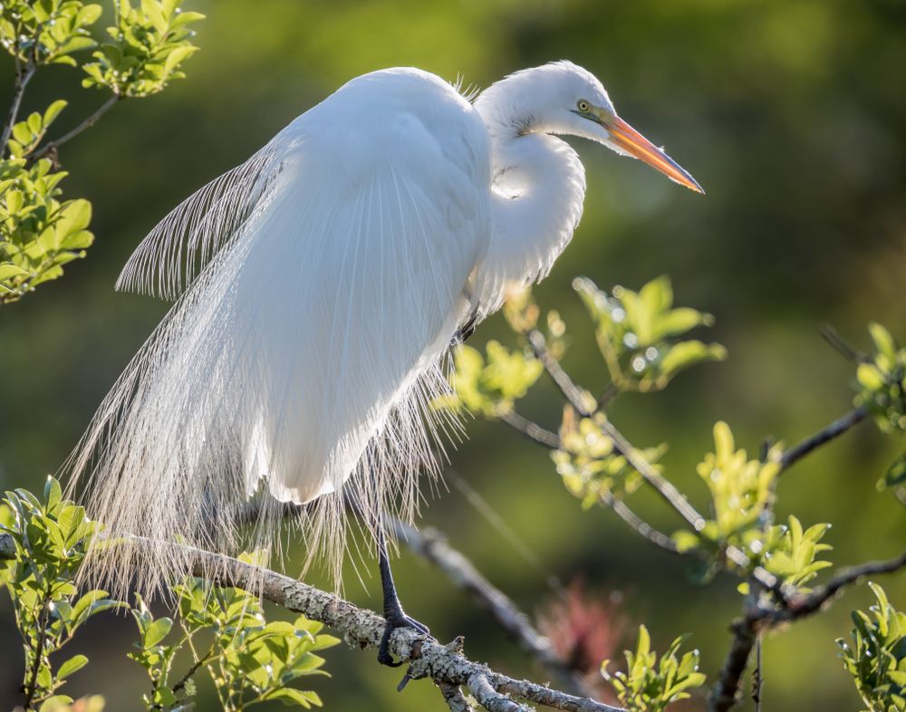 Great Egret on a tree branch at Six Mile Cypress Slough Preserve