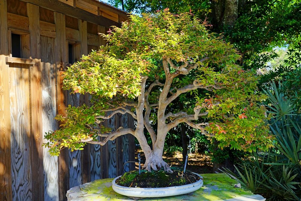 A bonsai tree at Heathcote Botanical Gardens