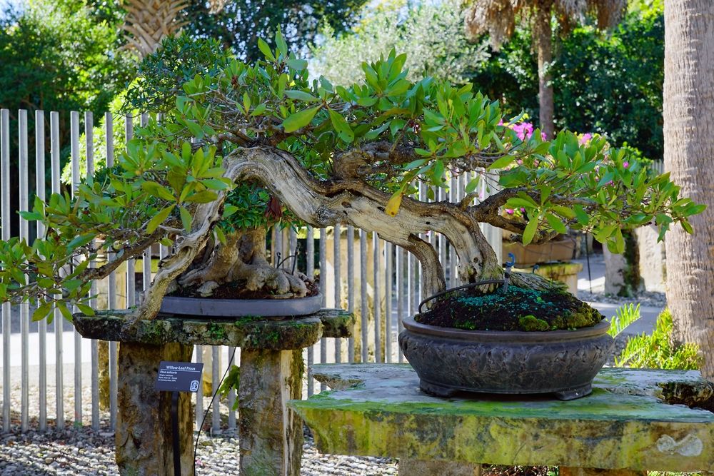 Bonsai tree with thick branch at Heathcote Botanical Gardens
