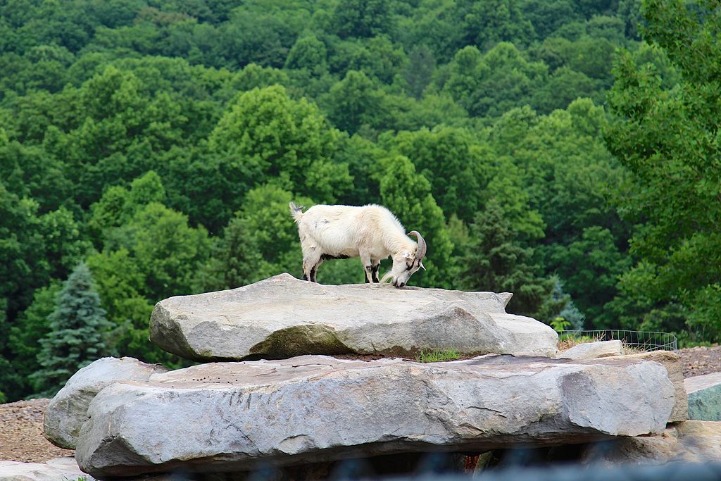 A goat at Mystic Rock