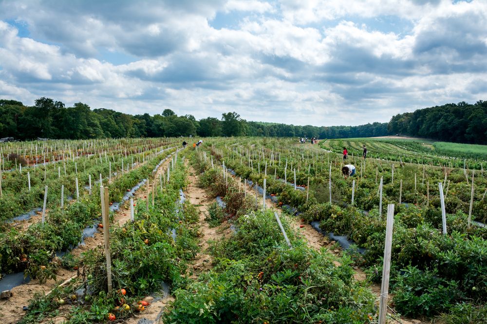 Isle of different organic produce at the Alstede Farms
