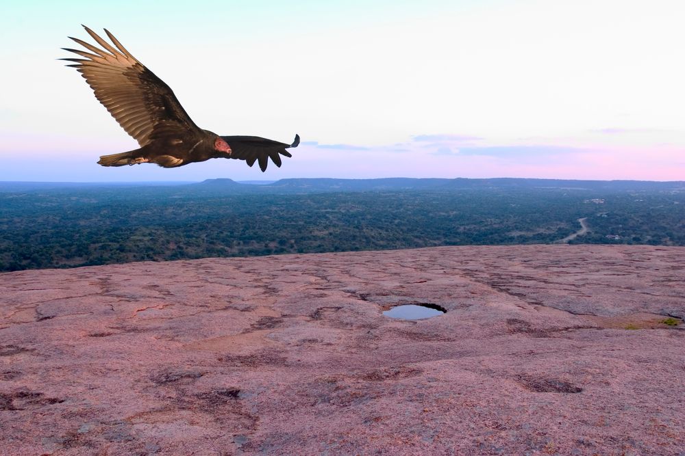 A vulture flying over Enchanted Rock State Natural Area's summit