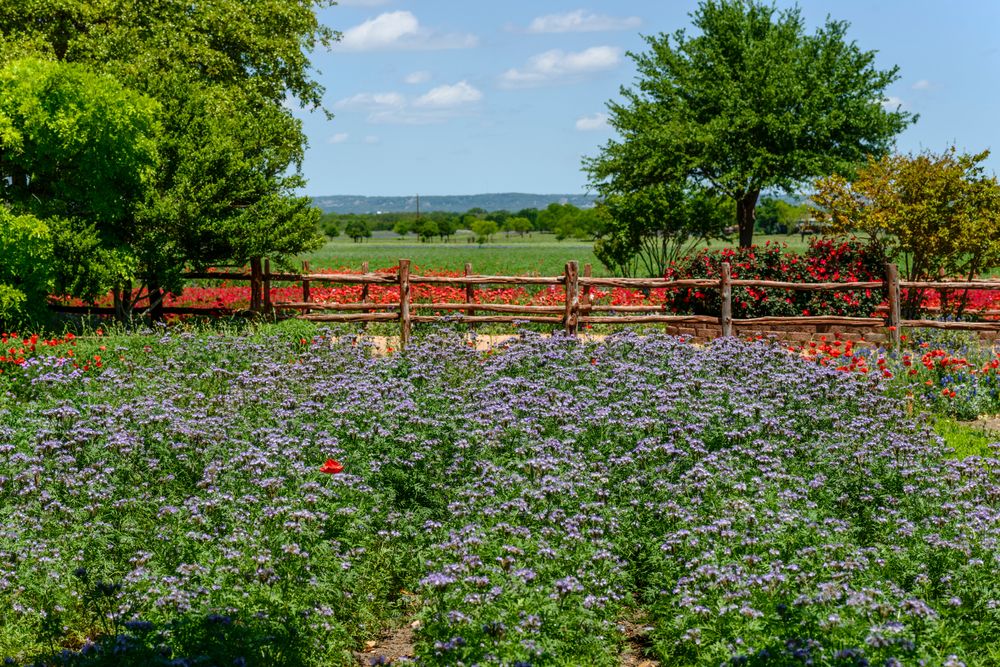 Scenic view from Wildseed Farms and its lovely flowers