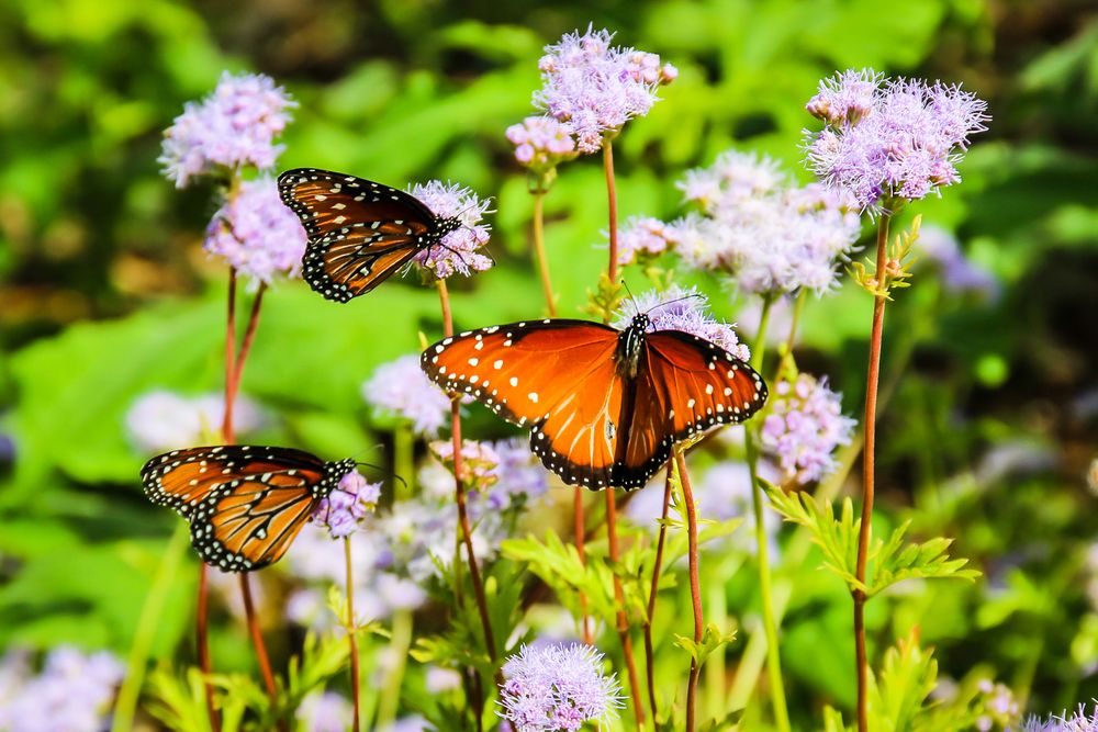 Monarch butterflies on Wildseed Farms' flower