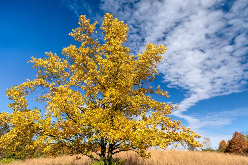 A Tree in Fort Harrison State Park