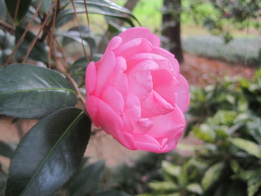 A beautiful flower at Massee Lane Gardens
