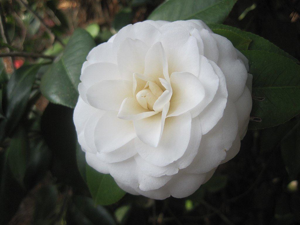 Camellia flower at Massee Lane Gardens
