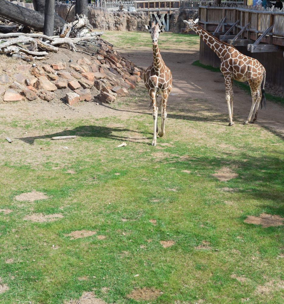 Giraffes at Fort Worth Zoo
