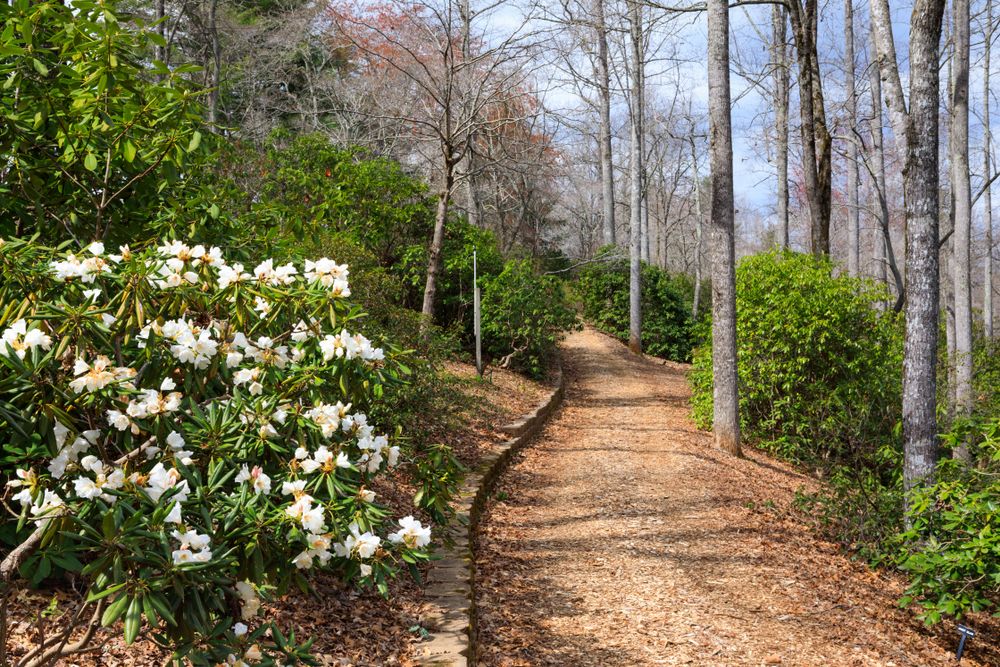 Trail at Hamilton Rhododendron Gardens