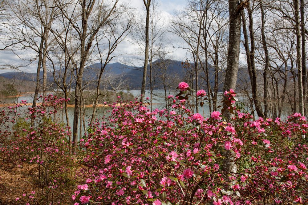 Flowers at Hamilton Rhododendron Gardens