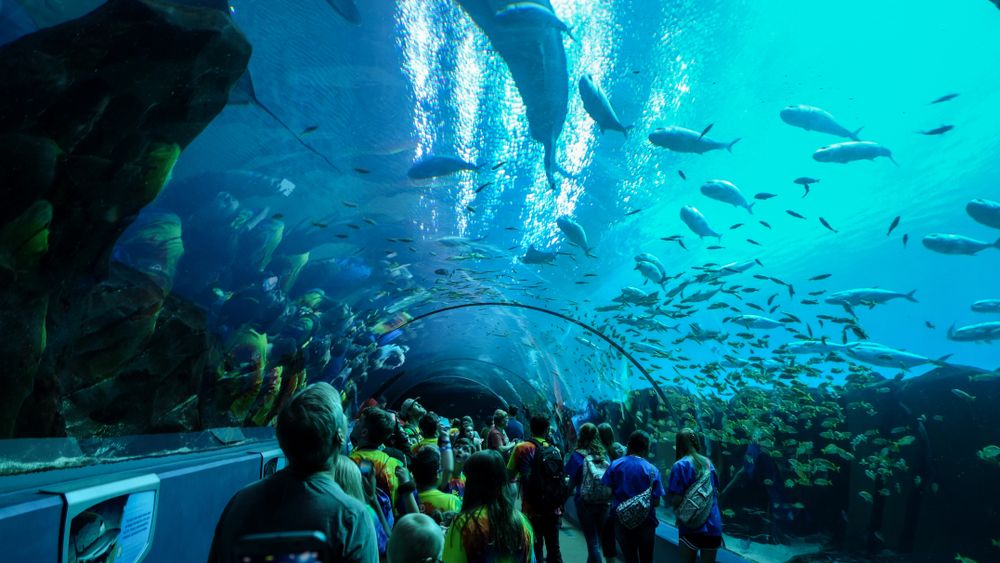 Aquarium tunnel in the Georgia Aquarium