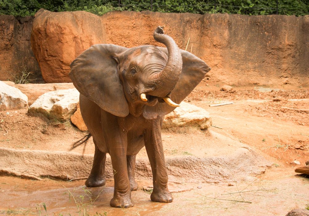 Elephant at Zoo Atlanta