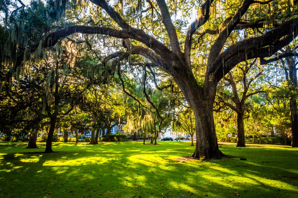 Oak trees at Forsyth Park