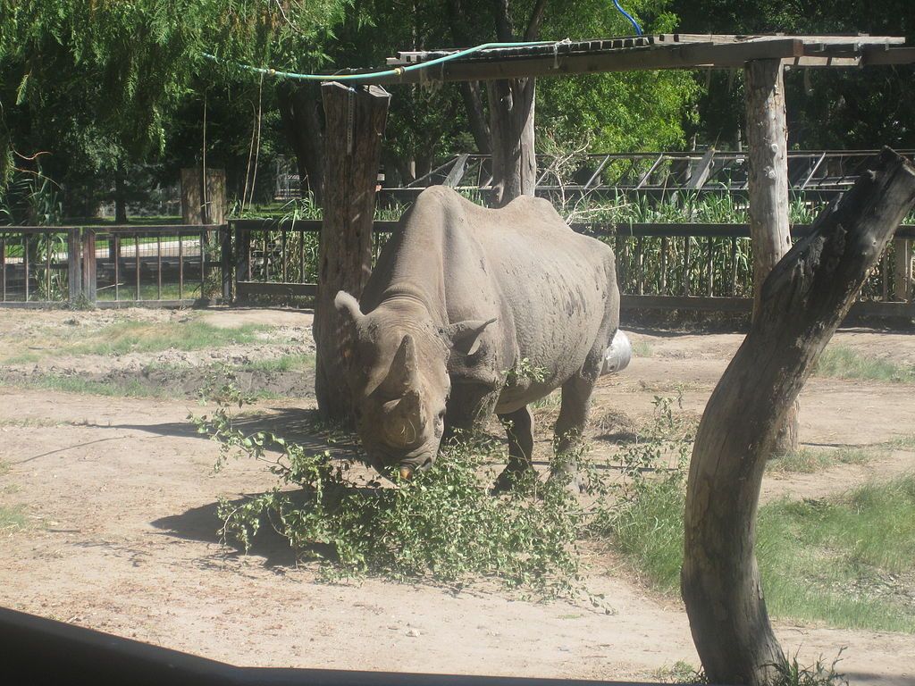 A rhino in Lee Richardson Zoo