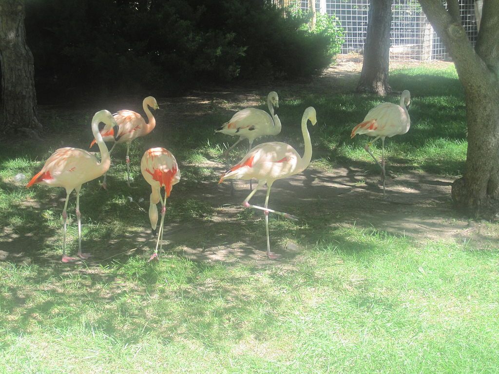 Flamingos in Lee Richardson Zoo