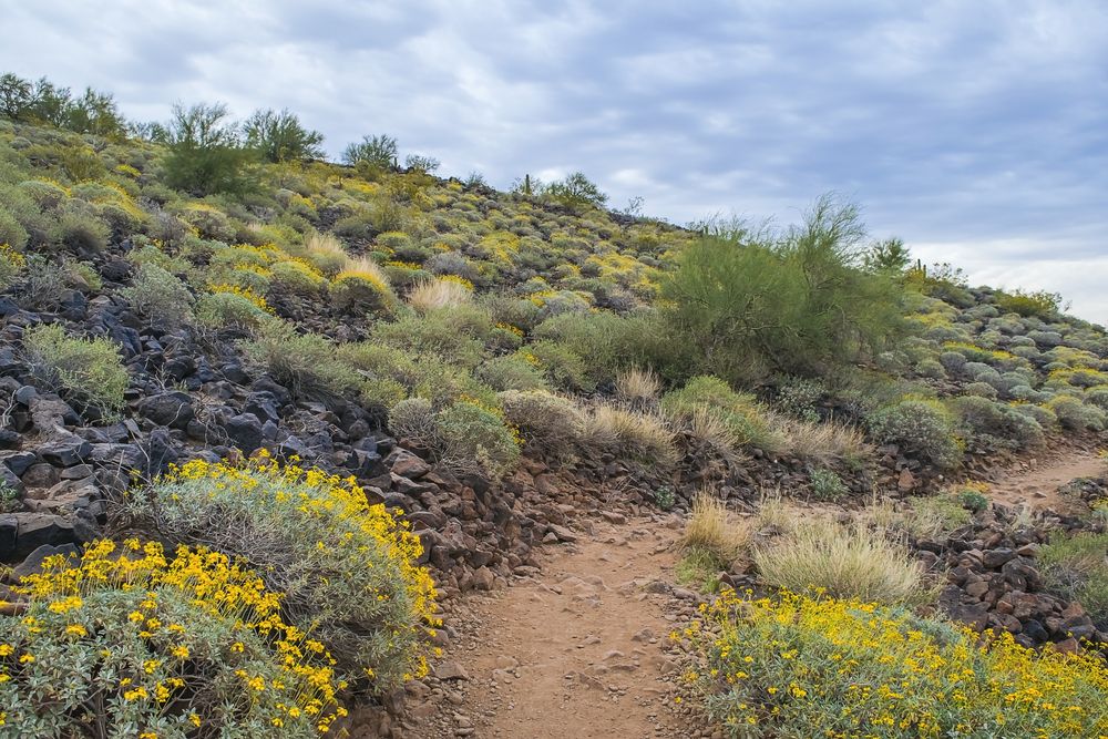 Trail lined with flora at Thunderbird Conservation Park