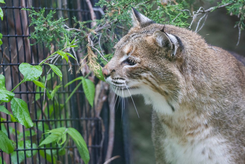 A bobcat at Bay Beach Wildlife Sanctuary