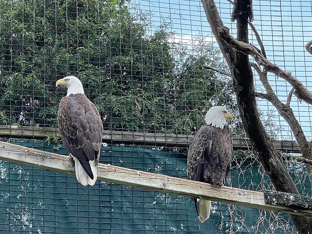 Eagles at Bay Beach Wildlife Sanctuary