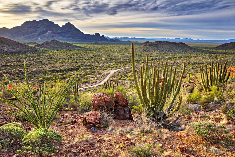 Scenic landscape of Organ Pipe Cactus National Monument