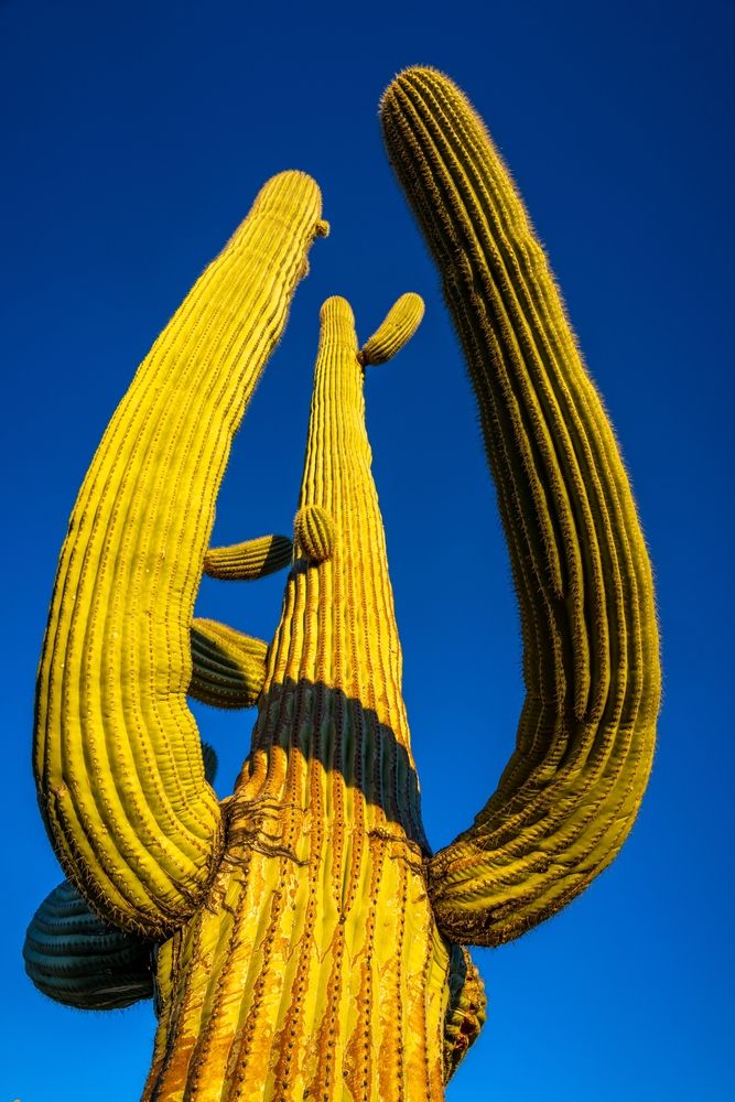 Closeup of a tall cactus at Organ Pipe Cactus National Monument