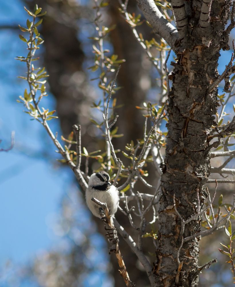 A small chickadee on a tree