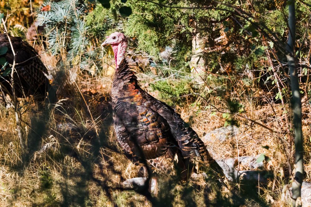 A wild turkey at Great Basin