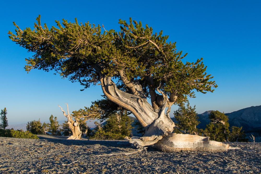 Daytime view of a  Bristlecone Pine