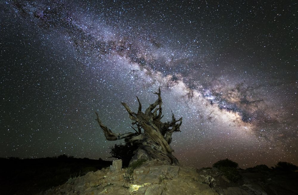 View of a lone Bristlecone Pine cone at night