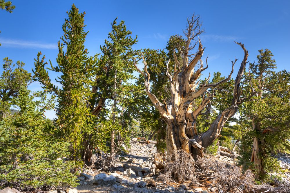  Bristlecone Pines along a hiking trail