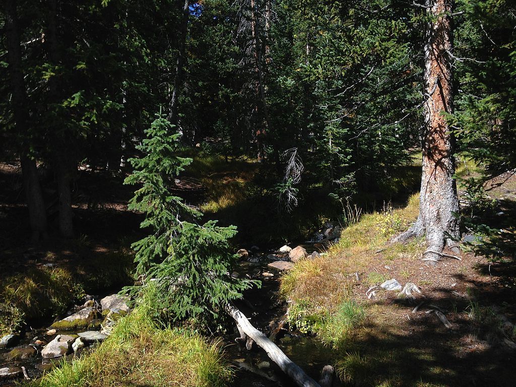 Part of the Lehman Creek along a hiking trail
