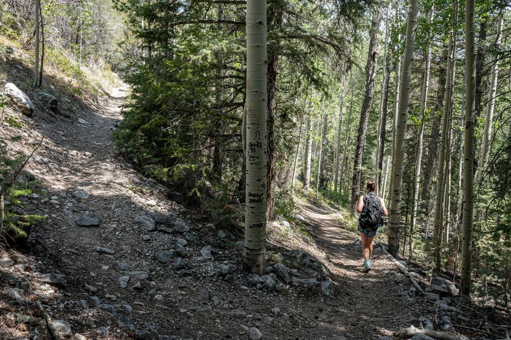 A hiker walking along Lehman Creek trail