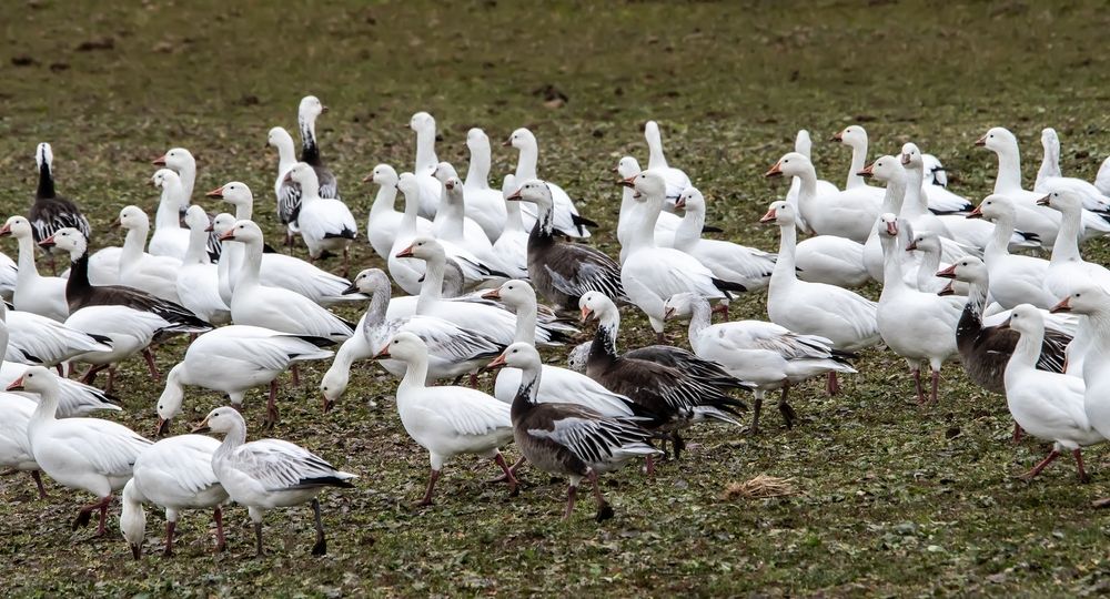 Snow geese at Hagerman National Wildlife Refuge