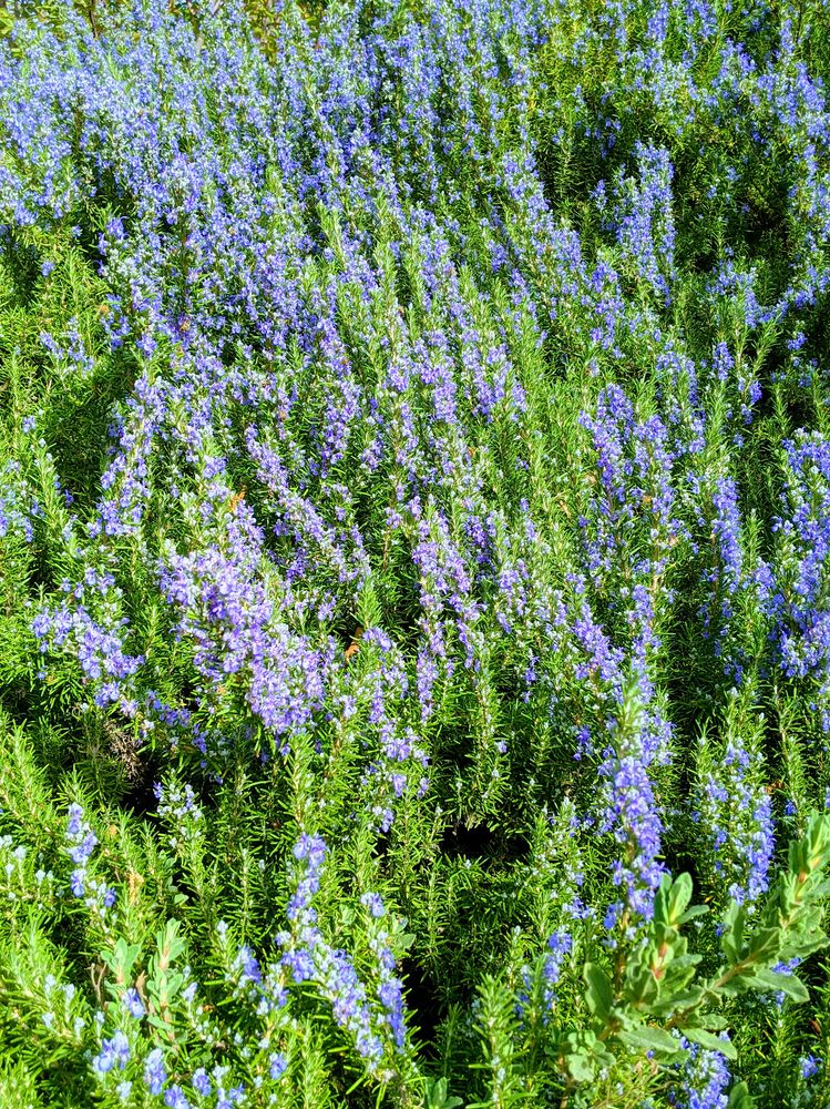 Rosemary bloom at Deukmejian Wilderness Park