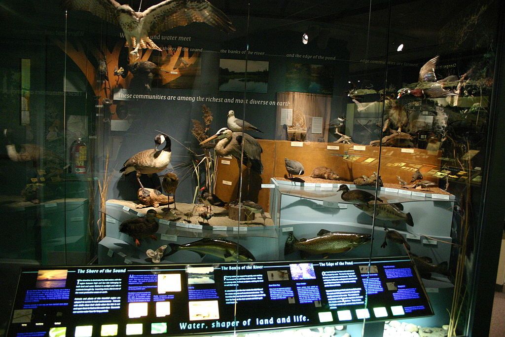 Birds displayed in Bruce Museum