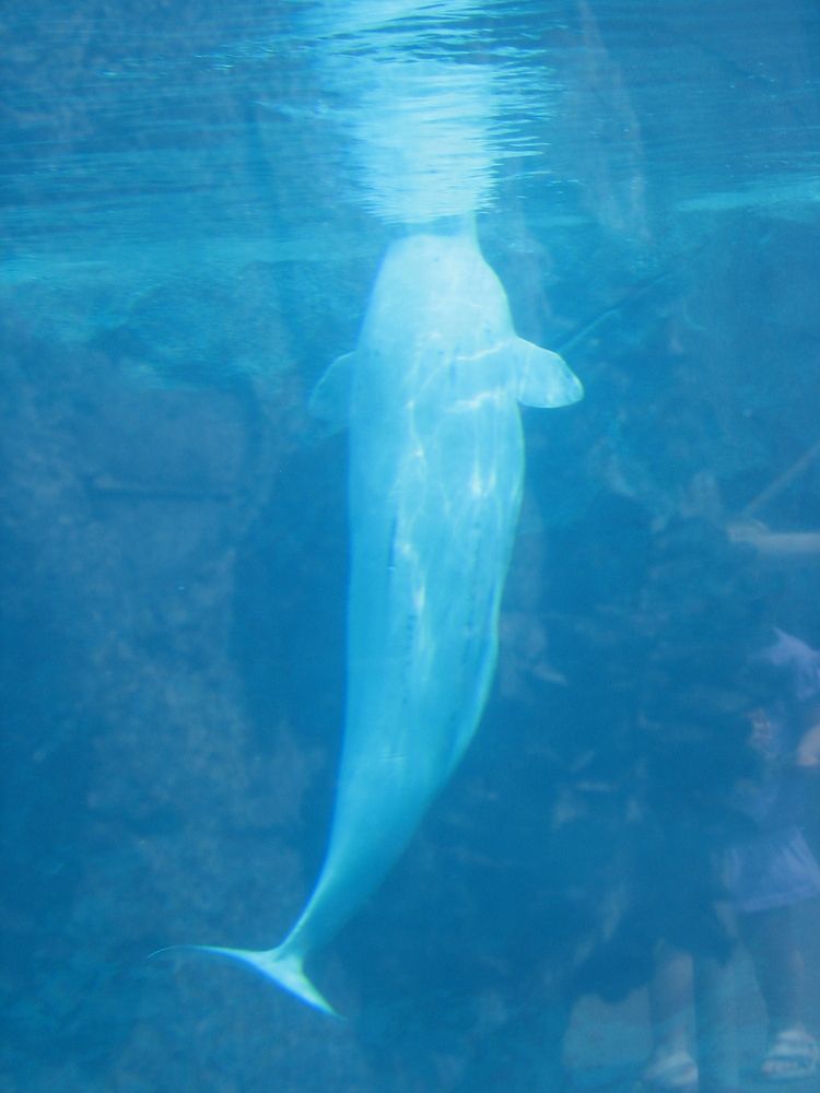 Beluga whale at Mystic Aquarium