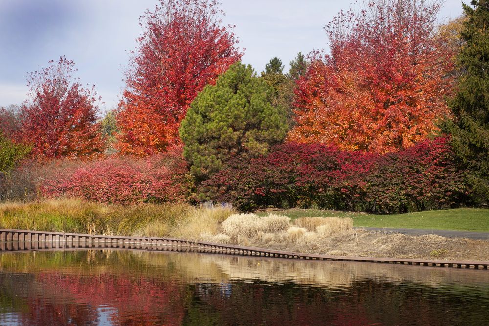 Colorful trees beside the waters of Cantigny Park
