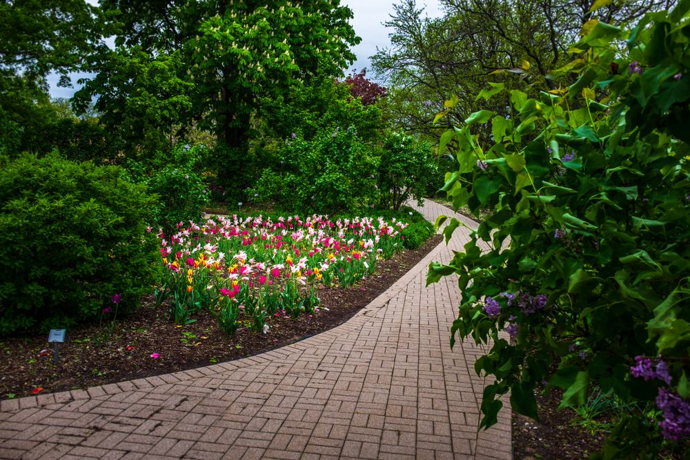 Vibrant tulips along Lilacia Park's paved walkway