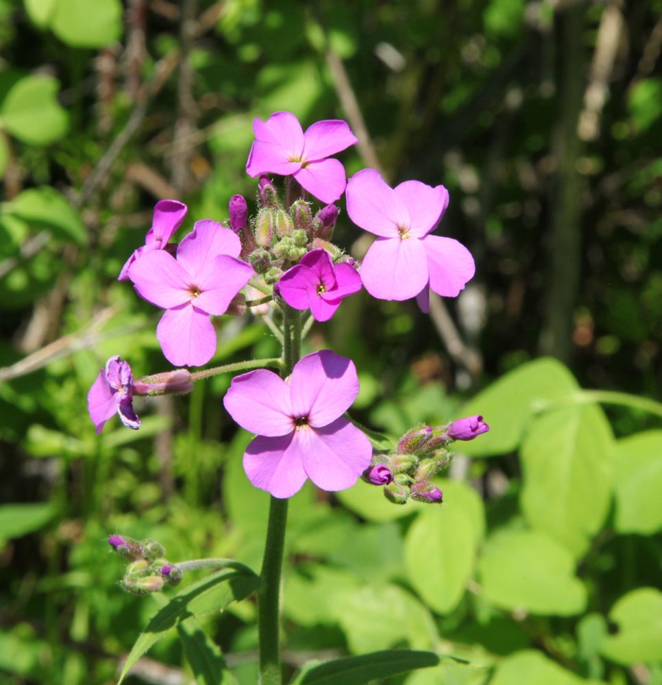 Pink wildflowers along Sluice Boxes State Park