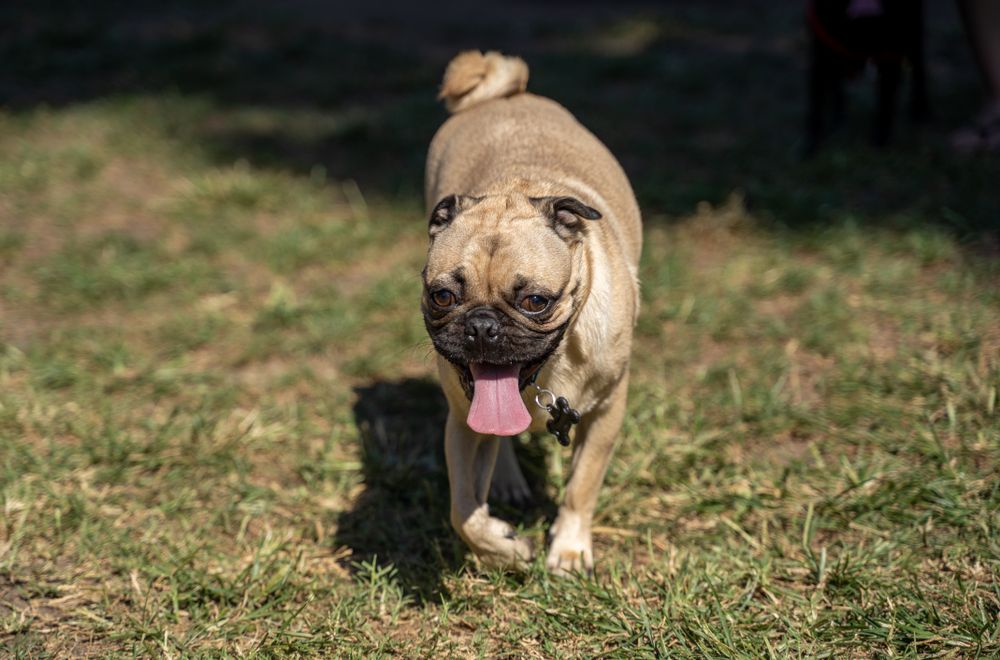 A happy dog at Garden Grove Dog Park