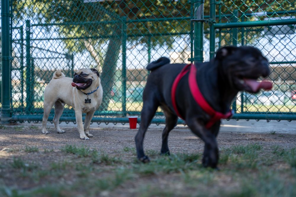 Pugs at Garden Grove Dog Park
