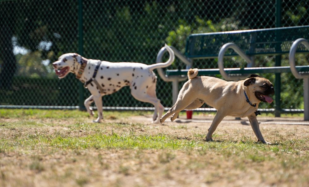 Dogs at Garden Grove Dog Park