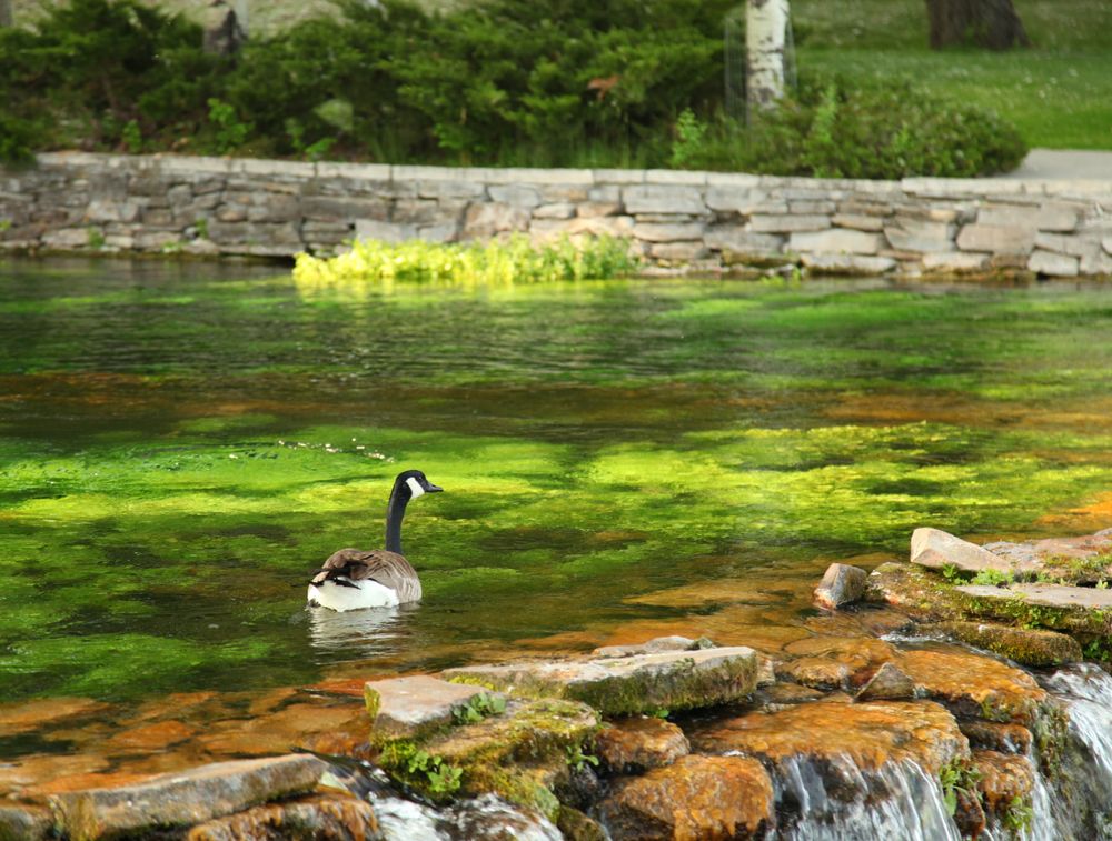 Canada Geese at Giant Springs State Park in Great Falls