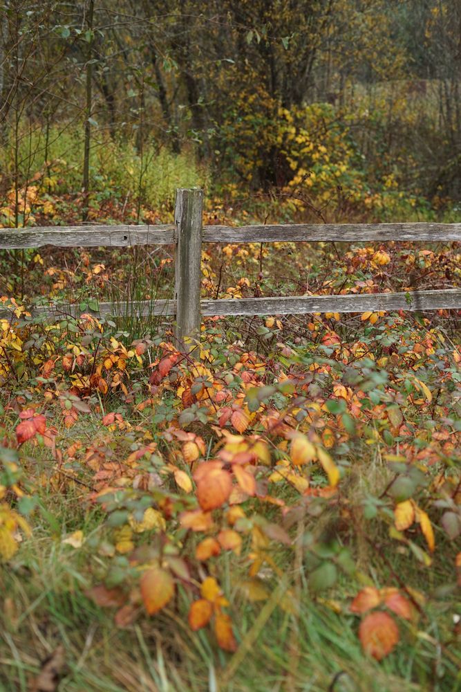 Fall colored leaves on the ground of the park.