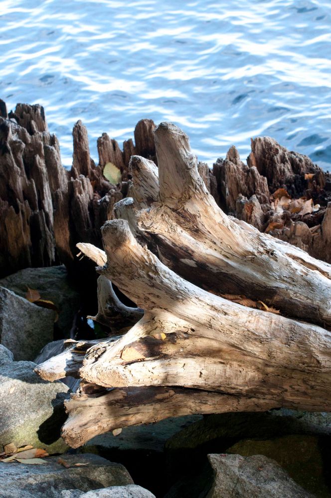 Driftwood and rocks lying near the shore of sunrise beach park.