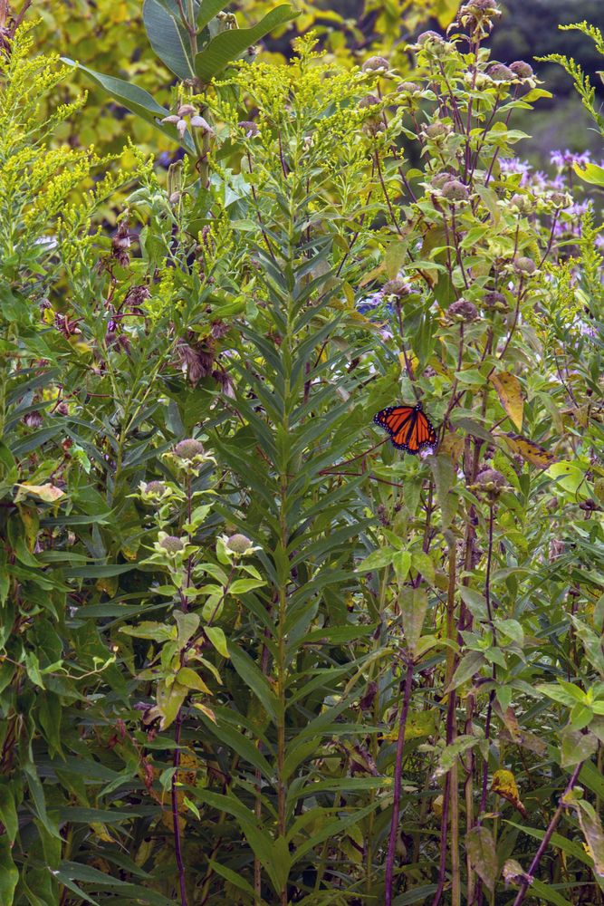 A butterfly on Gurnee Woods Forest Preserve's wildflower