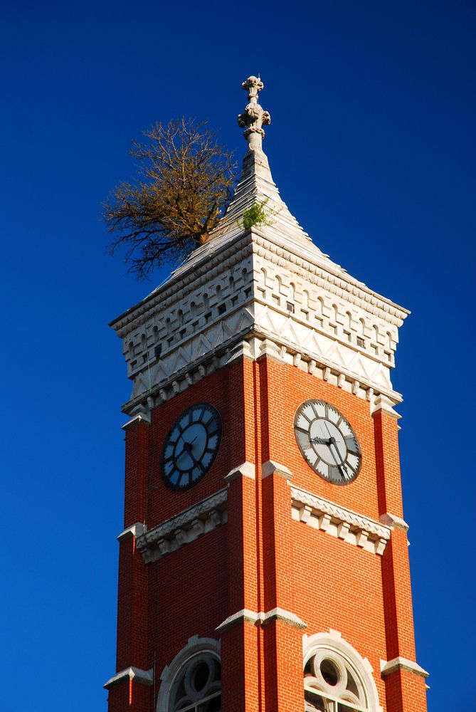 View of the Tower Tree top
